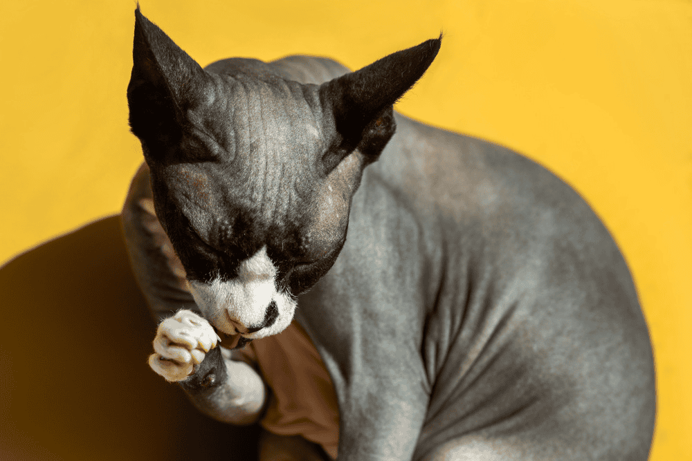 普通猫粮 VS 无毛猫专用粮,差别到底在哪里🤔_宠鲜格cosinco