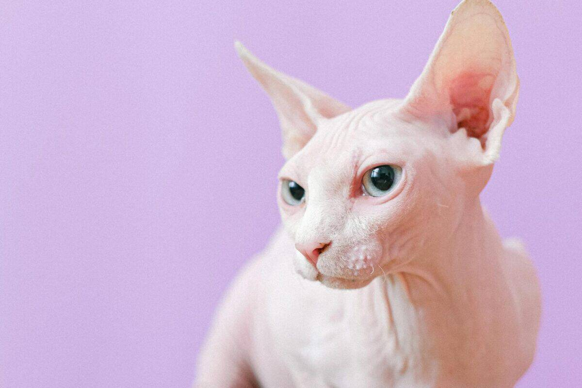 斯芬克斯科普,无毛猫为什么更容易皮肤出油?_宠鲜格cosinco