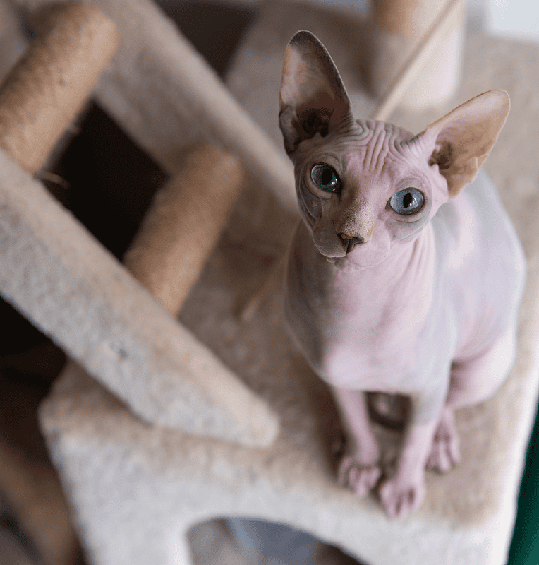 无毛猫总黑下巴,猫粮该怎么挑?避开这些坑,少走喂养弯路_宠鲜格cosinco