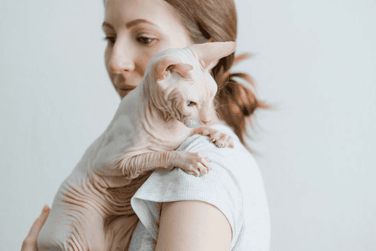 无毛猫换季总软便腹泻?精细化饮食调整,帮猫咪安稳度过季节交替_宠鲜格cosinco
