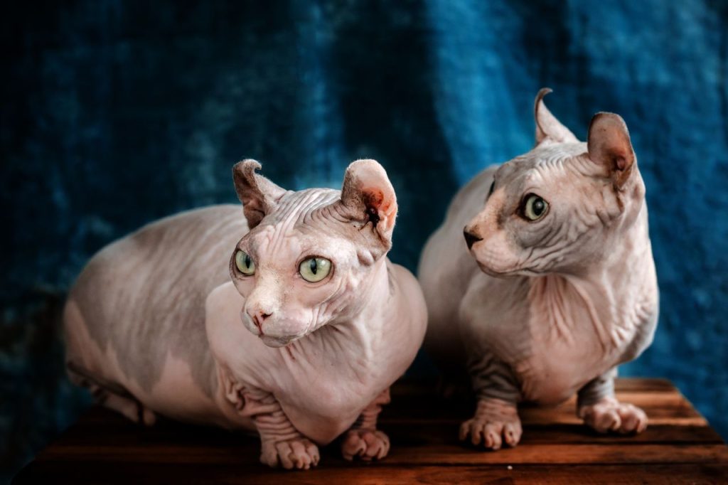 Close-up of two sphynx cats sitting together on a wooden surface indoors.