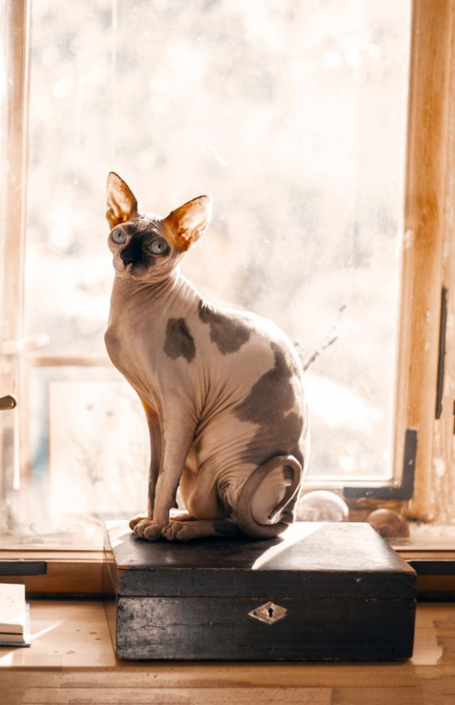 A Sphynx cat with a curious look sitting on a box by a sunlit window, capturing warmth and serenity indoors.