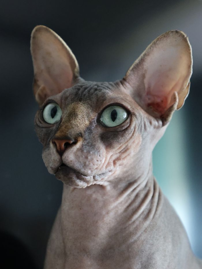 小科猫KOCAT品牌故事