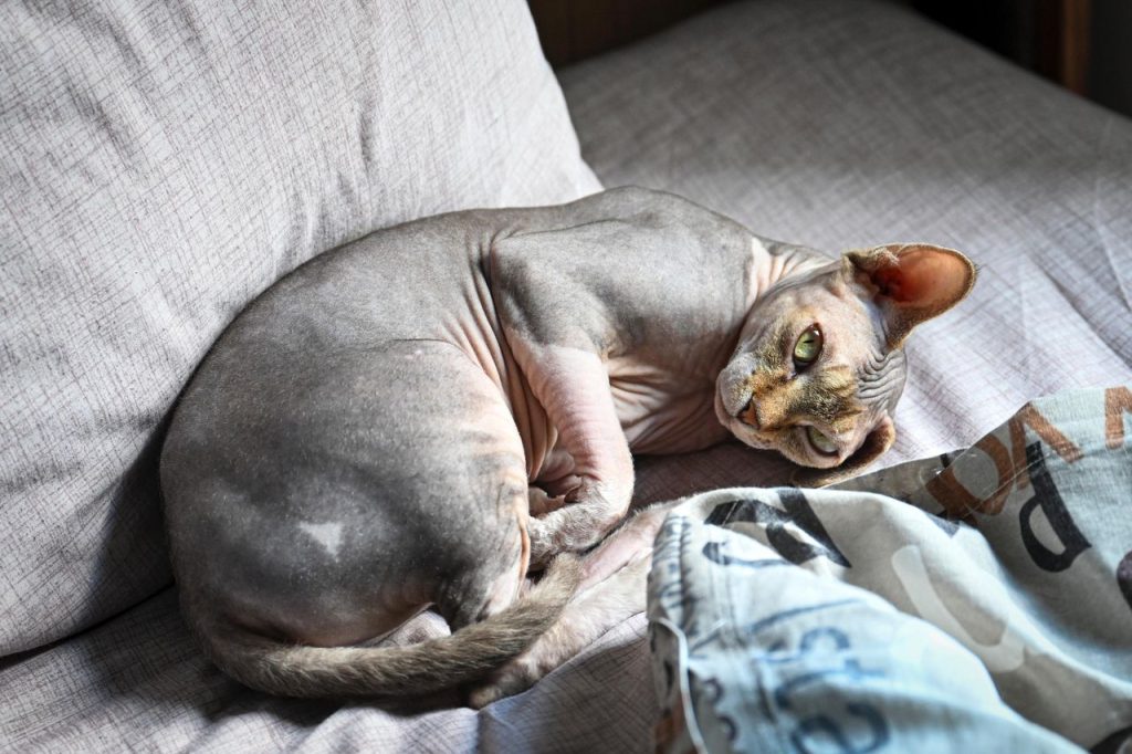 A Sphynx cat lounges on a couch bathed in warm sunlight indoors.