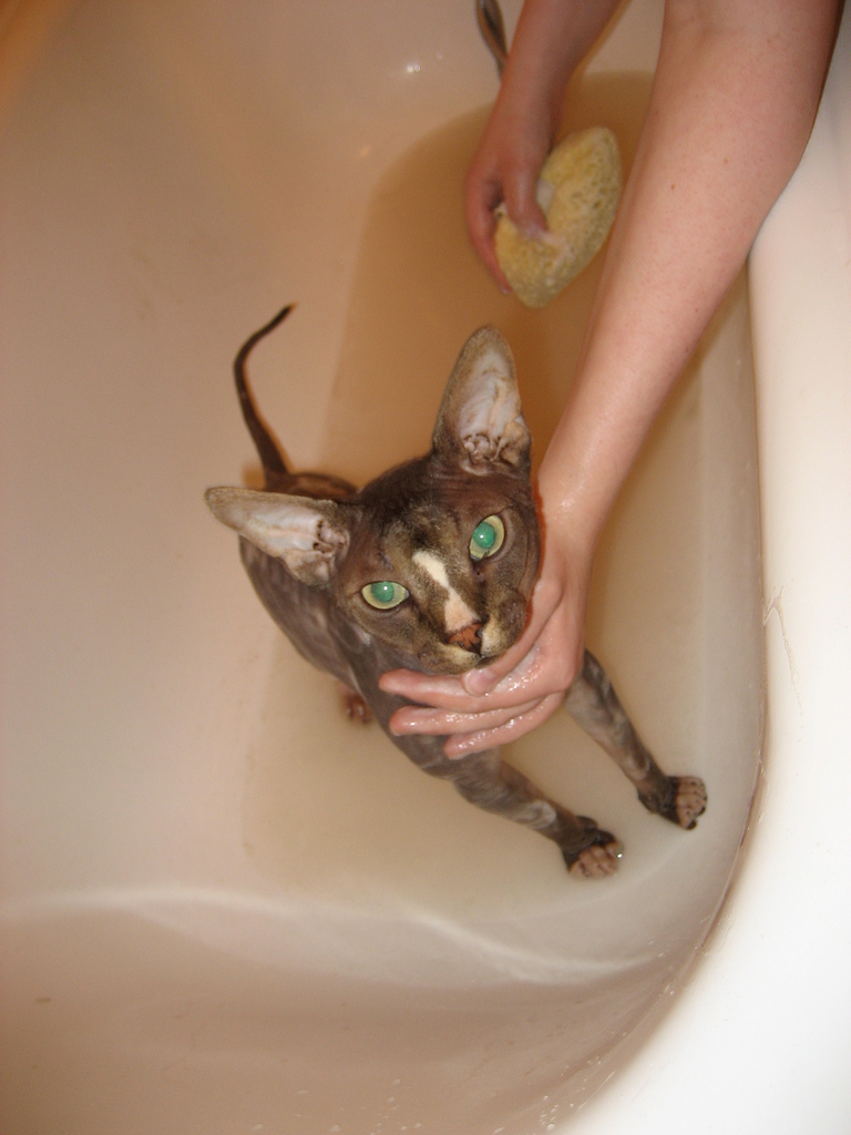 无毛猫多久洗一次澡？科学清洁频率与日常护理指南